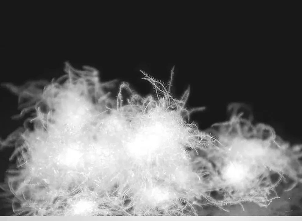 EB | Herren Daunenjacke Isolierung